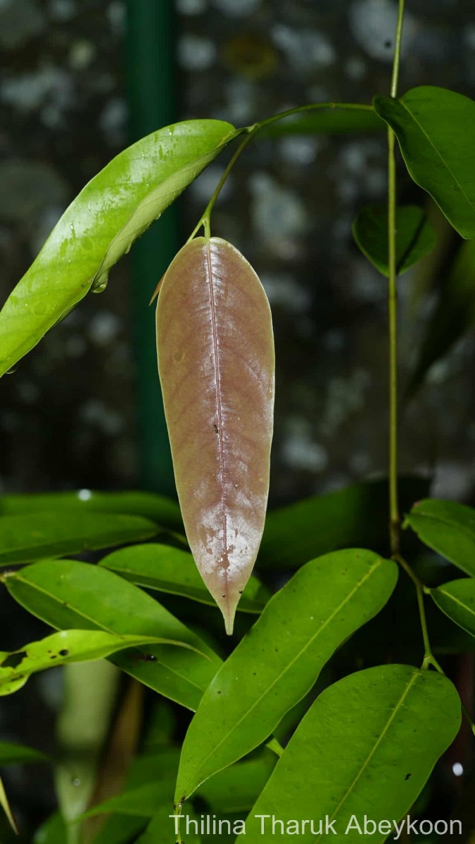 Doona congestiflora Thwaites